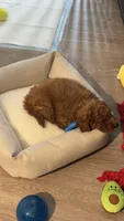 Ollie, a male Cavapoo for sale in Holland, MI – 7 of 7