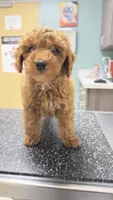 Ollie, a male Cavapoo for sale in Holland, MI – 2 of 7