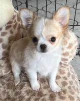 Carmella, a female Chihuahua for sale in Springfield, MO – Photo 1 of 3