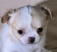 Carmella, a female Chihuahua for sale in Springfield, MO – Photo 2 of 3