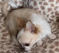 Carmella, a female Chihuahua for sale in Springfield, MO – Photo 3 of 3