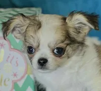 Flynn, a male Chihuahua for sale in Springfield, MO – Photo 3 of 5