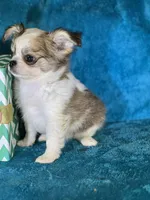 Flynn, a male Chihuahua for sale in Springfield, MO – Photo 4 of 5