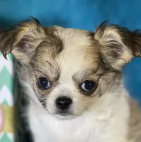 Flynn, a male Chihuahua for sale in Springfield, MO – Photo 2 of 5