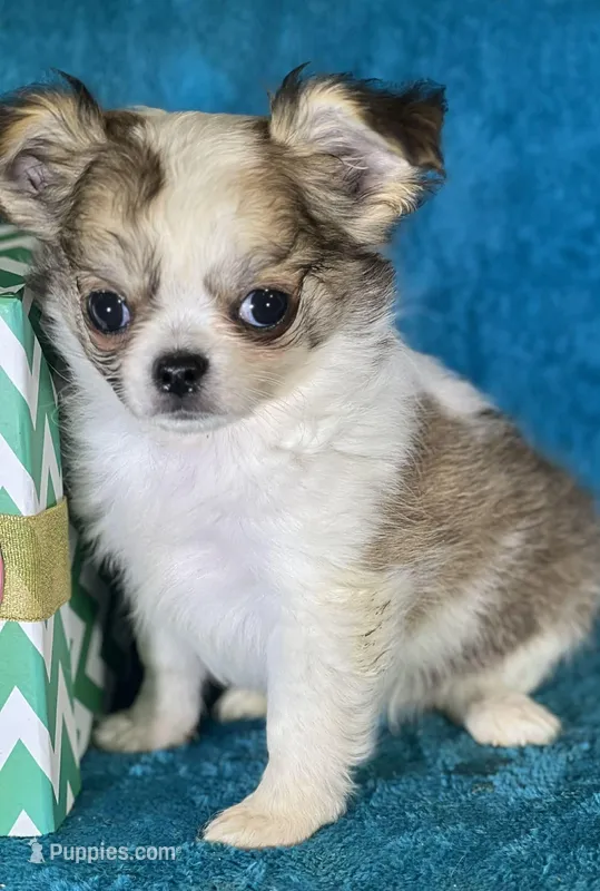 Flynn – Chihuahua puppy for sale in Springfield, MO