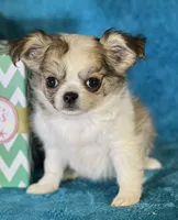 Flynn, a male Chihuahua for sale in Springfield, MO – Photo 5 of 5