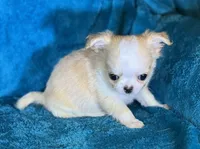 Effie, a female Chihuahua for sale in Springfield, MO – Photo 4 of 4