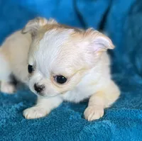 Effie, a female Chihuahua for sale in Springfield, MO – Photo 2 of 4