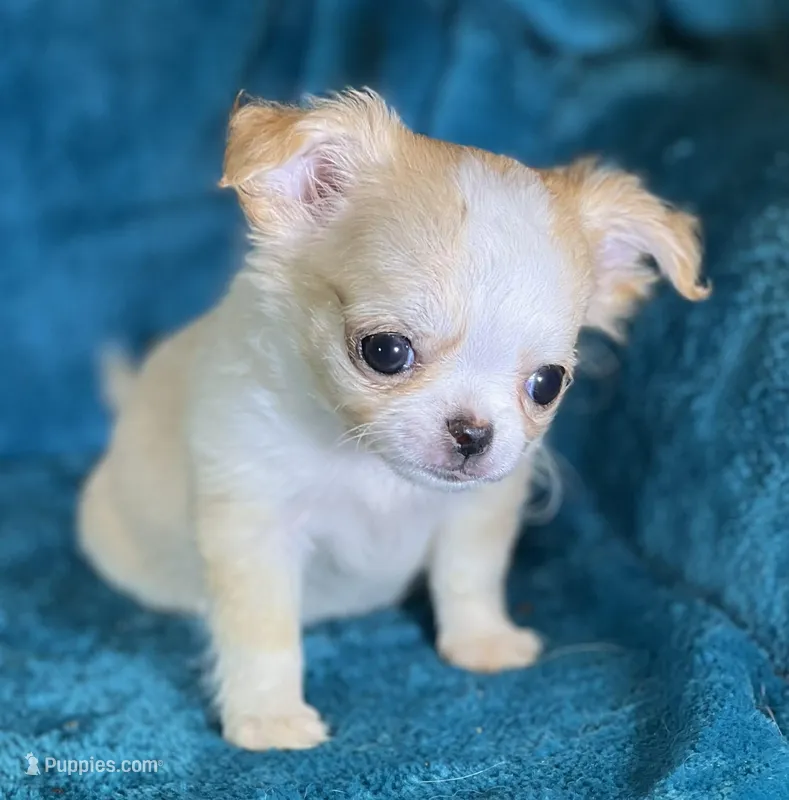 Effie – Chihuahua puppy for sale in Springfield, MO