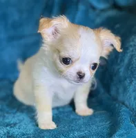 Effie, a female Chihuahua for sale in Springfield, MO – Photo 1 of 4