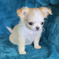 Effie, a female Chihuahua for sale in Springfield, MO – Photo 3 of 4