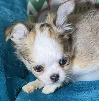 Flann, a male Chihuahua for sale in Springfield, MO – Photo 3 of 6