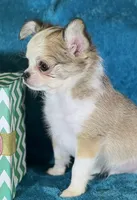 Flann, a male Chihuahua for sale in Springfield, MO – Photo 6 of 6