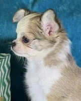 Flann, a male Chihuahua for sale in Springfield, MO – Photo 2 of 6