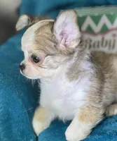 Flann, a male Chihuahua for sale in Springfield, MO – Photo 5 of 6