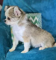 Flann, a male Chihuahua for sale in Springfield, MO – Photo 4 of 6