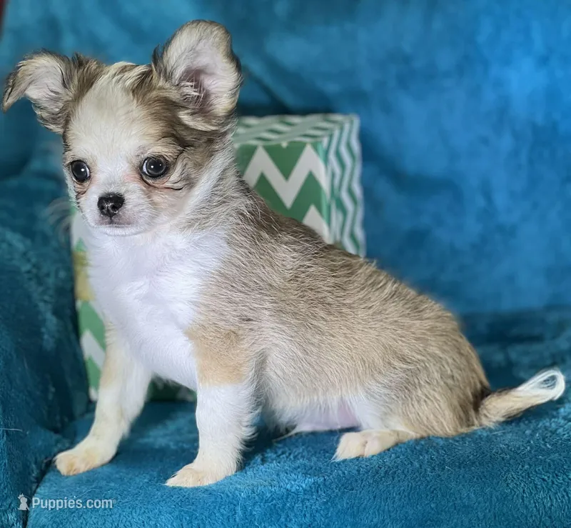 Flann – Chihuahua puppy for sale in Springfield, MO