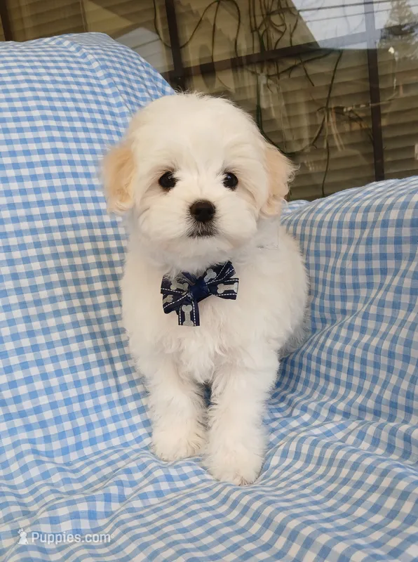 Ollie – Maltipoo puppy for sale in Kingsburg, CA