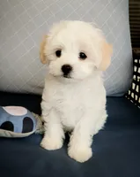 Ollie, a male Maltipoo for sale in Kingsburg, CA – 2 of 5