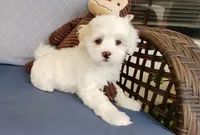 Teddy, a male Maltipoo for sale in Kingsburg, CA – 4 of 5