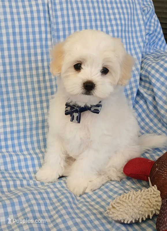 Ollie – Maltipoo puppy for sale in Kingsburg, CA