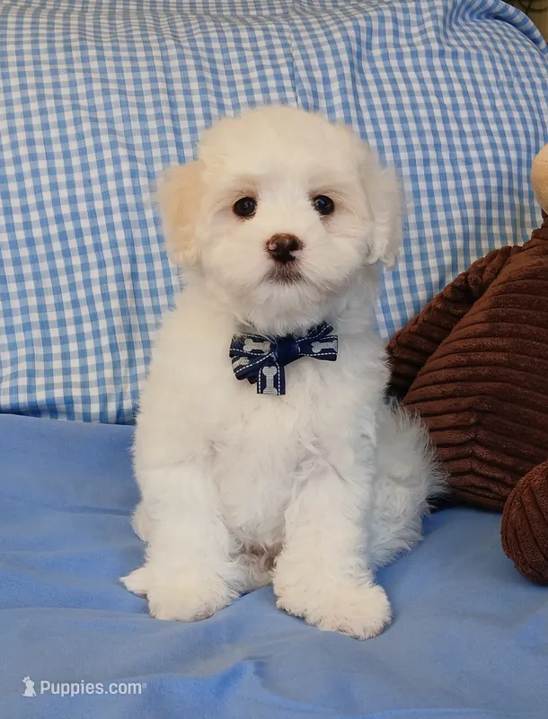 Teddy – Maltipoo puppy for sale in Kingsburg, CA