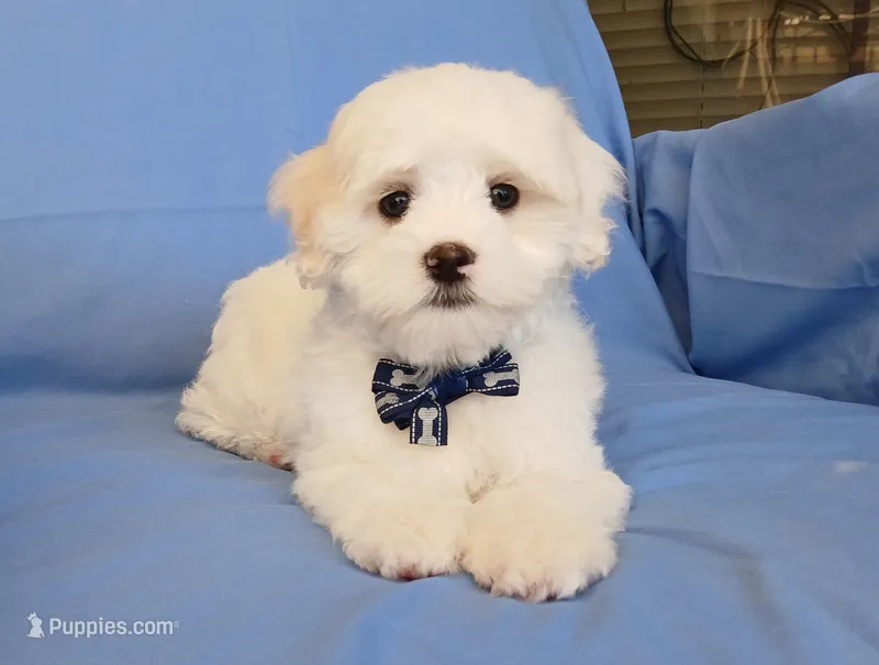 Teddy – Maltipoo puppy for sale in Kingsburg, CA