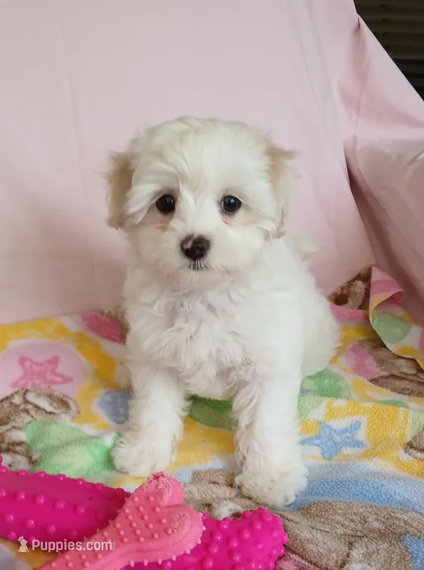 Rose – Maltipoo puppy for sale in Kingsburg, CA