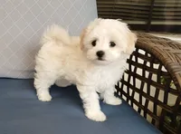 Ollie, a male Maltipoo for sale in Kingsburg, CA – 4 of 5
