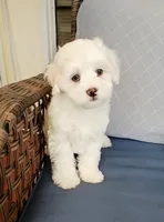 Teddy, a male Maltipoo for sale in Kingsburg, CA – 3 of 5