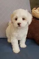 Teddy, a male Maltipoo for sale in Kingsburg, CA – 2 of 5