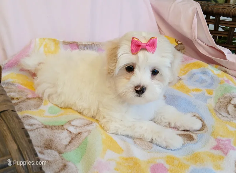 Rose – Maltipoo puppy for sale in Kingsburg, CA