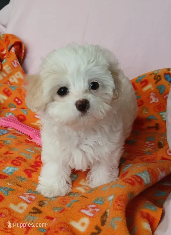 Lilly  – Maltipoo puppy for sale in Kingsburg, CA