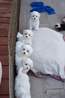 Teddy, a male Maltipoo for sale in Kingsburg, CA – 5 of 5