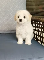 Ollie, a male Maltipoo for sale in Kingsburg, CA – 3 of 5