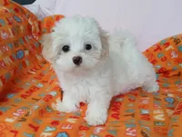 Lilly , a female Maltipoo for sale in Kingsburg, CA – 2 of 4
