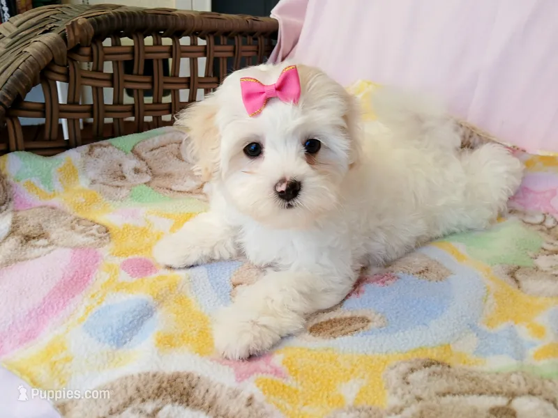Rose – Maltipoo puppy for sale in Kingsburg, CA