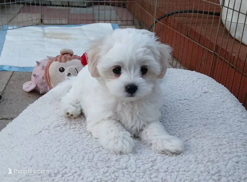 Ollie – Maltipoo puppy for sale in Kingsburg, CA