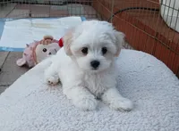 Ollie, a male Maltipoo for sale in Kingsburg, CA – 1 of 5