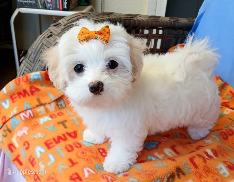 Lilly  – Maltipoo puppy for sale in Kingsburg, CA