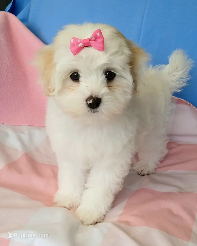 Rose – Maltipoo puppy for sale in Kingsburg, CA