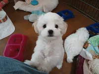 Ollie, a male Maltipoo for sale in Kingsburg, CA – 5 of 5
