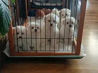 Lilly , a female Maltipoo for sale in Kingsburg, CA – 4 of 4
