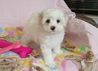 Rose, a female Maltipoo for sale in Kingsburg, CA – 2 of 3