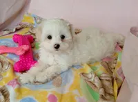 Rose, a female Maltipoo for sale in Kingsburg, CA – 3 of 3