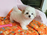 Lilly , a female Maltipoo for sale in Kingsburg, CA – 3 of 4