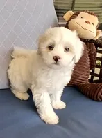 Teddy, a male Maltipoo for sale in Kingsburg, CA – 1 of 5