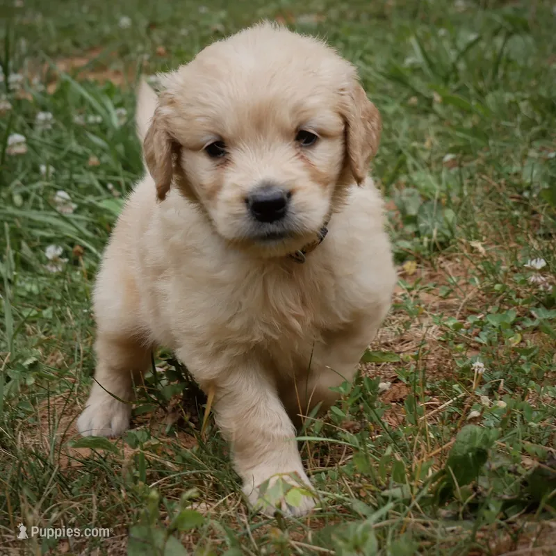Sonny – Golden Retriever puppy for sale in Roanoke, VA