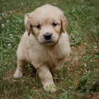 Sonny, a male Golden Retriever for sale in Roanoke, VA – 4 of 10