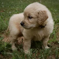 Sonny, a male Golden Retriever for sale in Roanoke, VA – 8 of 10